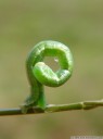 an acrobatic green caterpillar