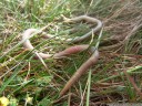 giant earthworm