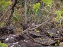 perfectly camouflaged brown hare (lepus europaeus). 2012-04-21 01:36:59, DSC-F828.