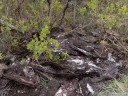 perfectly camouflaged brown hare (lepus europaeus)