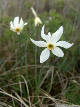 the poet's daffodil (narcissus poeticus ssp. radiflorus)