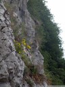 hippocrepis emeroides grows in the rock face. 2012-04-21 04:08:01, DSC-F828.