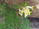 white corydalis (pseudofumaria ochroleuca syn. p. alba). 2012-04-21 04:12:40, DSC-F828.