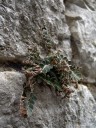 rustyback (ceterach officinarum). 2012-04-21 04:15:17, DSC-F828. keywords: asplenium ceterach