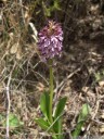 lady orchid (orchis purpurea)