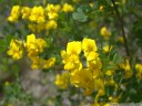 hippocrepis emeroides. 2012-04-21 04:43:38, DSC-F828.