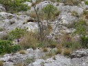 burning-bush (dictamnus albus) and the illyric iris (iris illyricus). 2012-04-21 04:56:22, DSC-F828. keywords: false dittany, white dittany, gas-plant, fraxinella, aschwurz, brennender busch