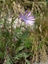 perennial lettuce (lactuca perennis). 2012-04-21 05:02:31, DSC-F828. keywords: blue lettuce, dauer-lattich