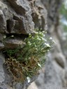 moehringia tommasinii, a caryophyllaceae with just 6 disjunct occurences in slovenia, croatia and italy. 2012-04-21 05:13:16, DSC-F828.