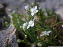 moehringia tommasinii, a caryophyllaceae with just 6 disjunct occurences in slovenia, croatia and italy