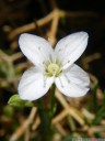 moehringia tommasinii, flower closeup. 2012-04-21 05:14:59, PENTAX Optio W60.