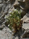 moehringia tommasinii, a caryophyllaceae with just 6 disjunct occurences in slovenia, croatia and italy. 2012-04-21 05:15:35, DSC-F828.