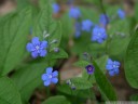 blue-eyed mary (omphalodes verna)