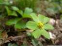 sanicula epipactis. 2012-04-22 12:44:41, DSC-F828. keywords: hacquetia epipactis, dondia epipactis 