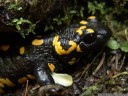 fire salamander (salamandra salamandra). 2012-04-22 01:21:35, DSC-F828.