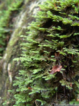 crisped neckera (neckera crispa)