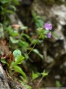 carniolian primrose (primula carniolica)