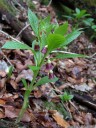 henbane bell (scopolia carniolica). 2012-04-22 03:05:05, DSC-F828. keywords: hyoscyamus scopolia