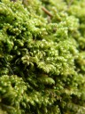 chalk comb-moss (ctenidium molluscum). 2012-04-22 03:09:58, PENTAX Optio W60. keywords: straußenfedernmoos