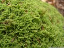 chalk comb-moss (ctenidium molluscum). 2012-04-22 03:19:27, DSC-F828. keywords: straußenfedernmoos