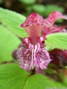 balm-leaved red deadnettle (lamium orvala). 2012-04-22 04:26:47, PENTAX Optio W60. keywords: große taubnessel, nesselkönig