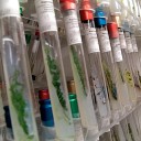 algal collection in living pictures [lytro]