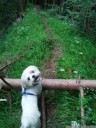rambo's forest adventure