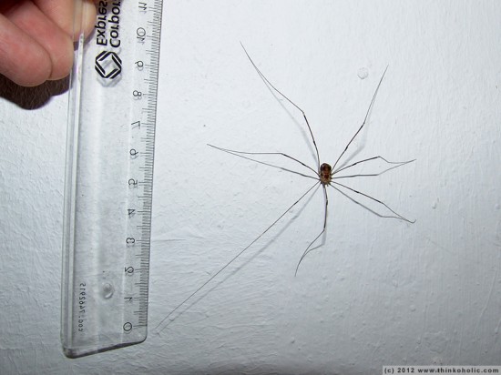 the biggest harvestman (opiliones) ever - 13 cm total diameter!