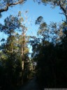 eucalyptus forest, bidjigal reserve