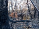 eucalyptus forest after fuel reduction burning, bidjigal reserve