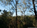 eucalyptus forest, bidjigal reserve. 2012-09-30 06:50:30, Galaxy Nexus.