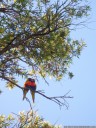 a pair of rainbow lorikeets. 2012-10-01 10:22:28, PENTAX Optio W60.