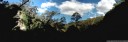 panorama: eucalyptus forest