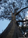 eucalyptus tree. 2012-10-01 04:48:43, PENTAX Optio W60.
