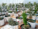 potted plants for experiments