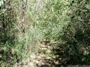 when australians say bushwalking, they mean it!. 2012-10-07 04:23:45, Galaxy Nexus.