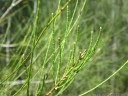 swamp she-oak (casuarina glauca). 2012-10-07 03:36:32, PENTAX Optio W60.