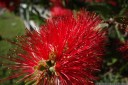 bottlebrush (callistemon sp.). 2012-10-14 07:11:44, DSC-RX100.