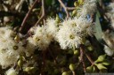 eucalyptus flowers