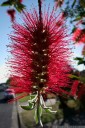 bottlebrush (callistemon sp.). 2012-10-14 07:37:47, DSC-RX100.