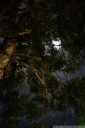 moon tree. 2012-10-26 10:28:01, DSC-RX100.
