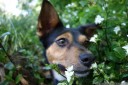 sasha smells a flower. 2012-10-20 04:01:44, DSC-RX100.