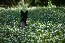 animation: sasha kangaroos through the flowers