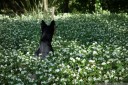 sasha kangaroos through the flowers. 2012-10-20 04:07:40, DSC-RX100.