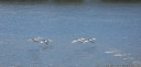 pelicans in flight. 2012-10-20 04:15:43, DSC-RX100.