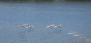 pelicans in flight