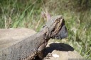 bearded dragon (pogona sp.). 2012-10-22 04:54:11, DSC-RX100.