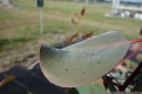 dewdrops on a eucalyptus leaf. 2012-10-24 10:14:30, DSC-RX100.