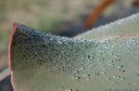 dewdrops on a eucalyptus leaf. 2012-10-24 10:14:30, DSC-RX100.