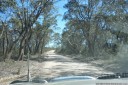 driving through eucalypt forests